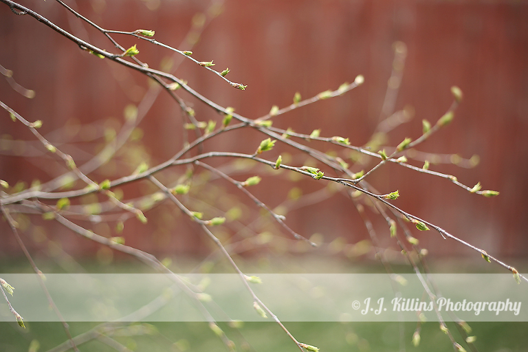 J.J. Killins photographing spring