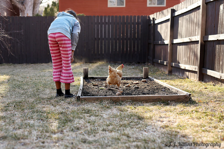 project 365 shoreview chickens