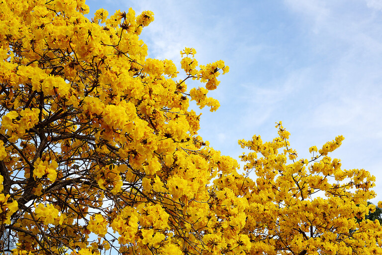 spring blossoms florida