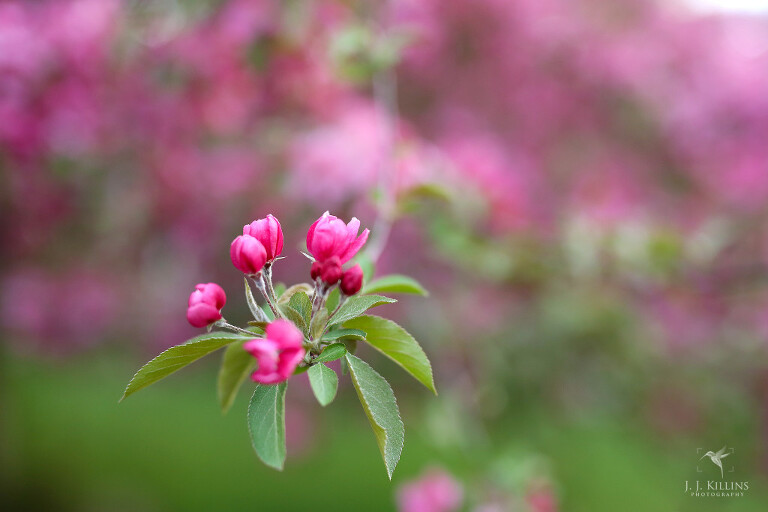 pink blossoms