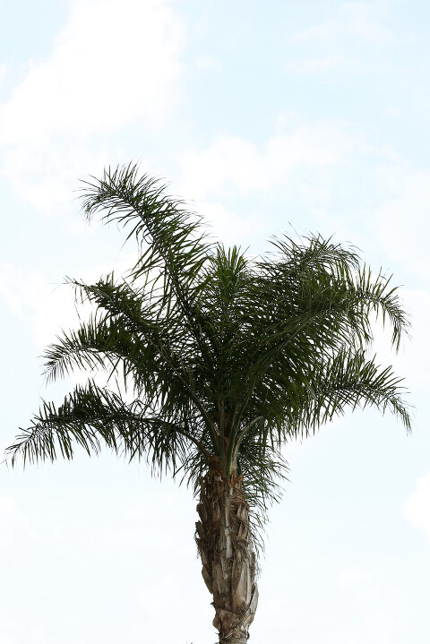 palm tree jj killins photography