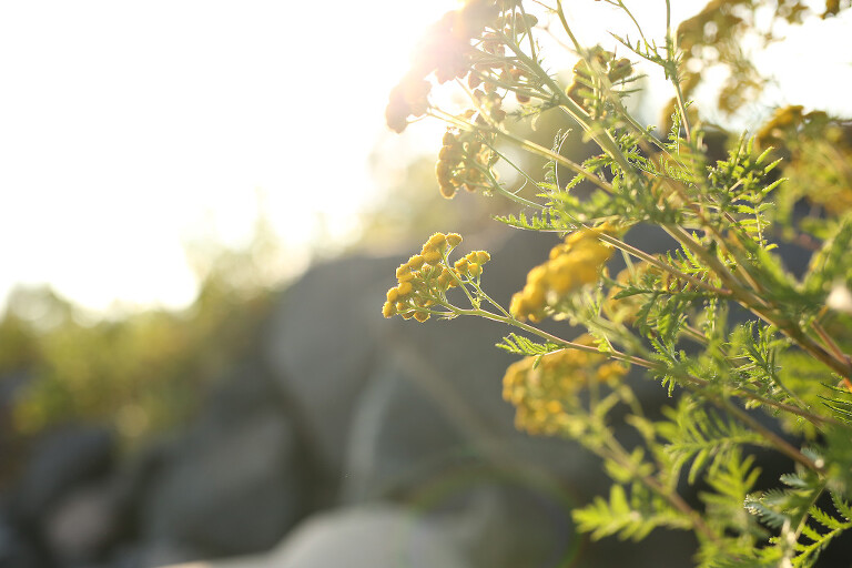 Duluth family photographer