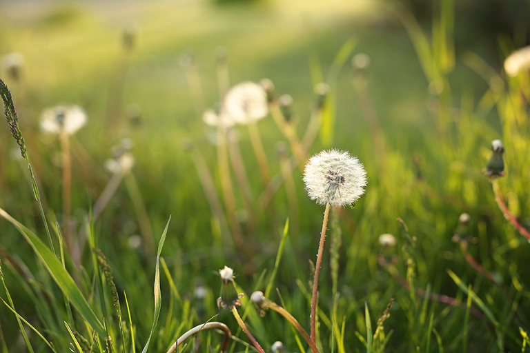 Twin Cities spring photography